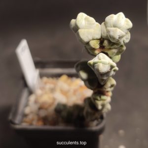 crassula plegmatoides