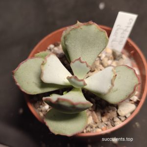 cotyledon choco line