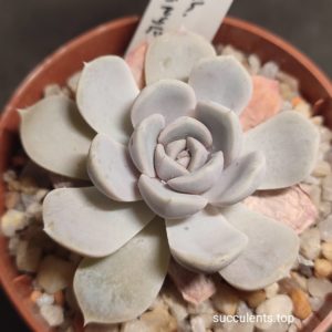echeveria tynie burger