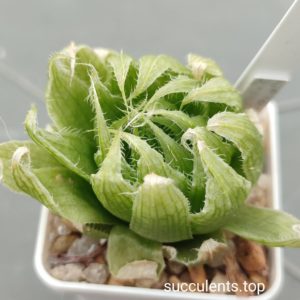 haworthia lockwoodii hybrid
