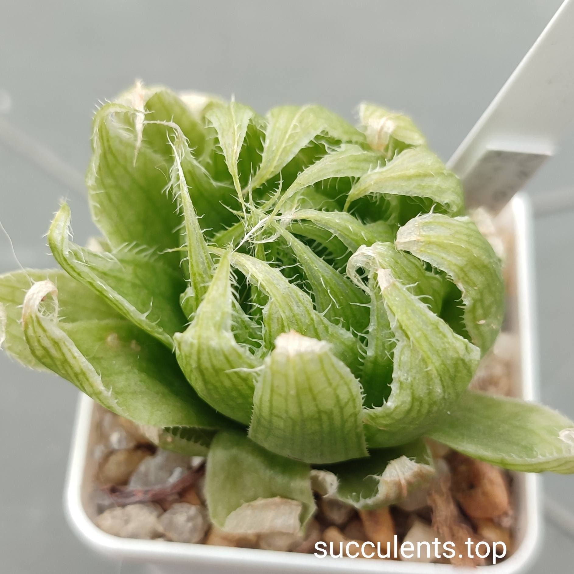 haworthia lockwoodii hybrid