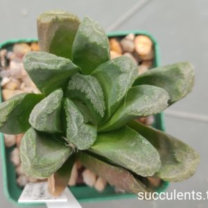haworthia truncata hybrid