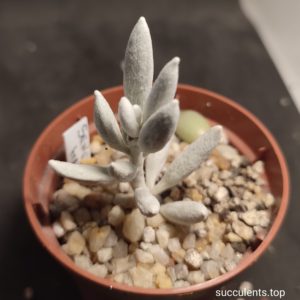 senecio haworthii