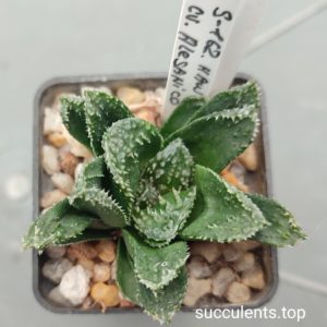haworthia cv Alexandro