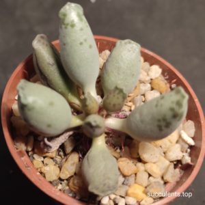 adromischus Silver Tubes