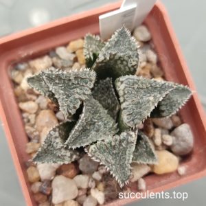 haworthia selection