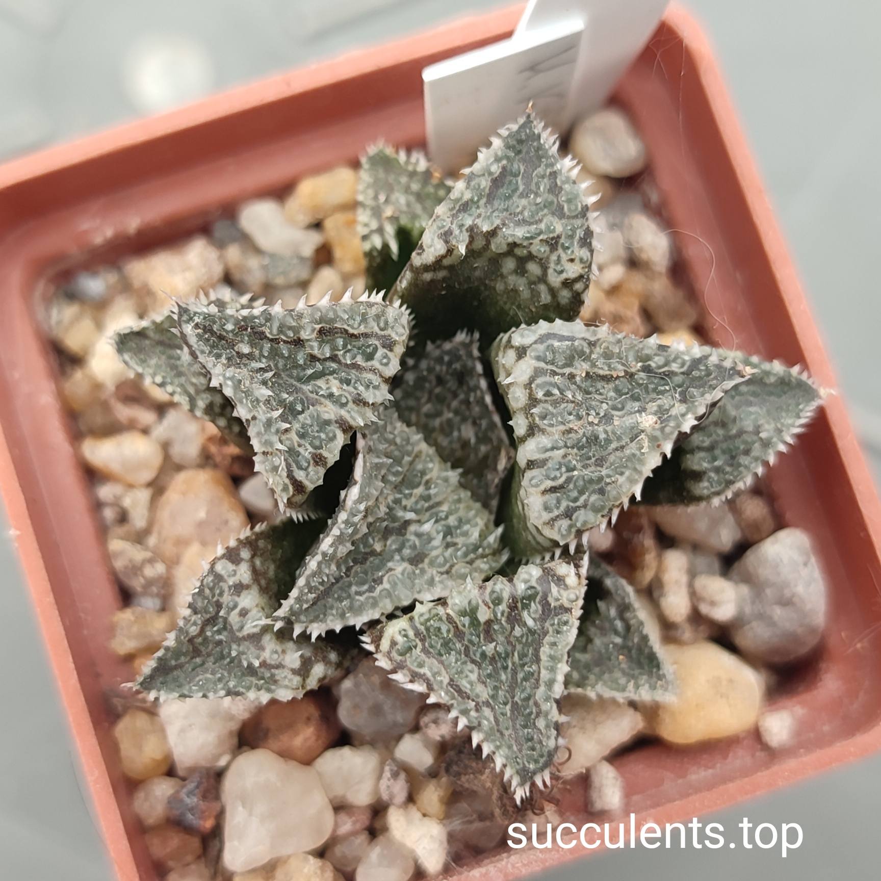 haworthia selection