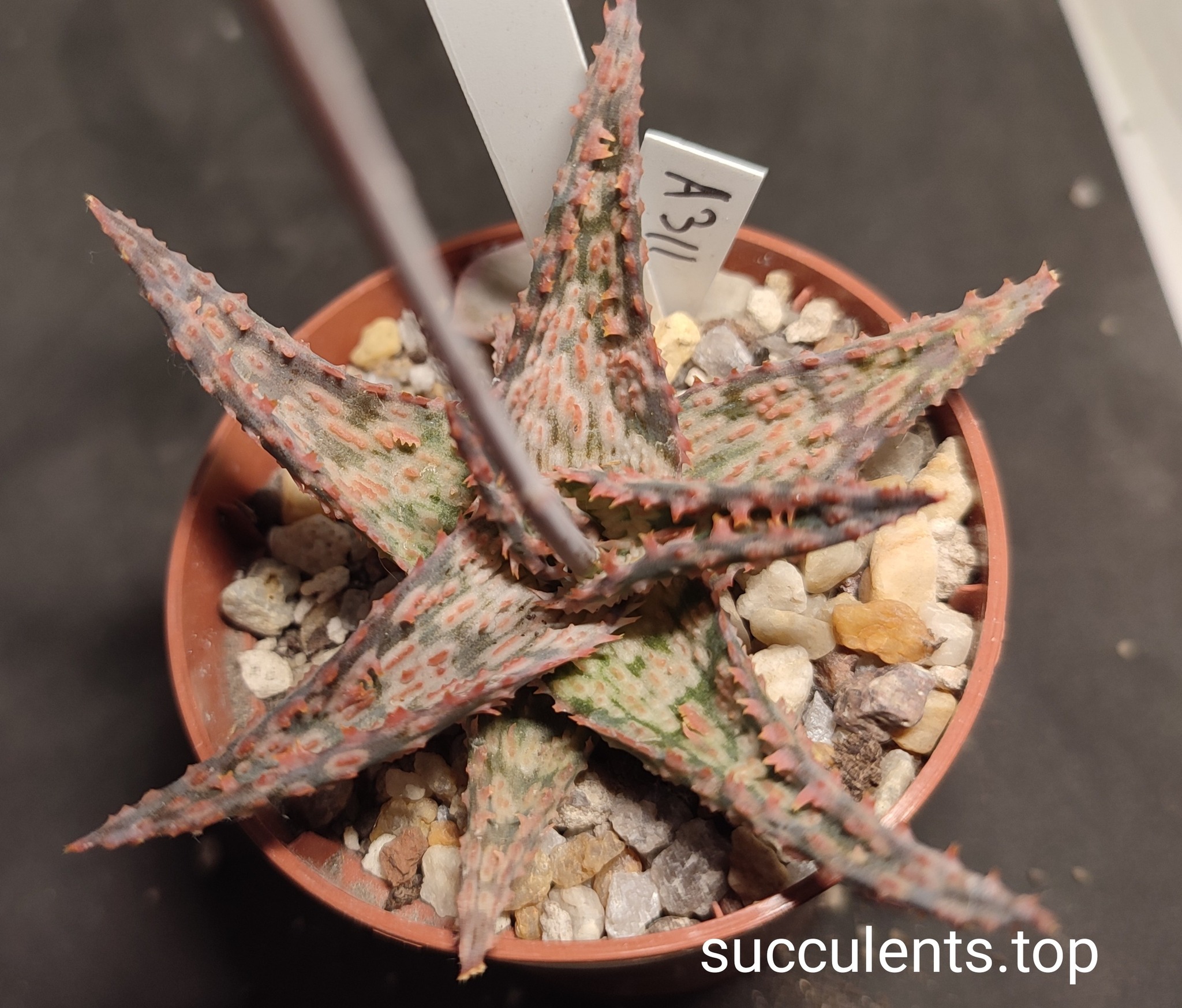 Aloe A311