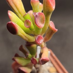 crassula hobbit