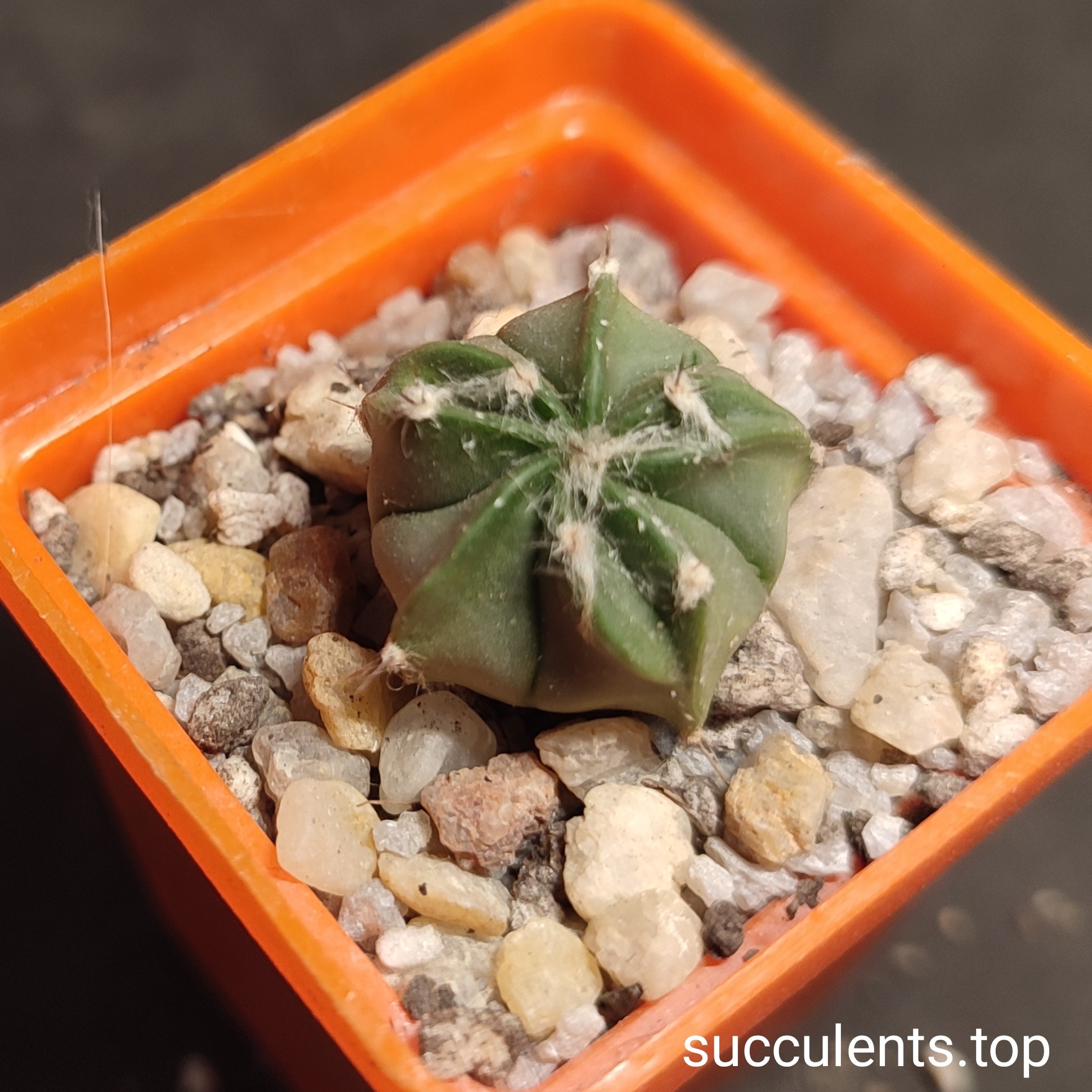astrophytum hybrid