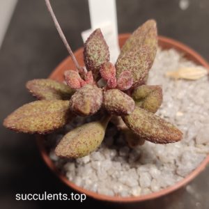 adromischus marianiae A. Plapp