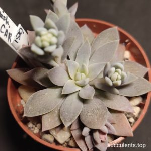 echeveria carnicolor