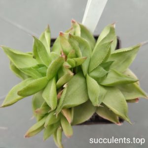 haworthia cymbiformis