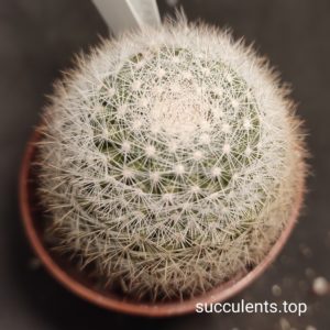 mammillaria candida