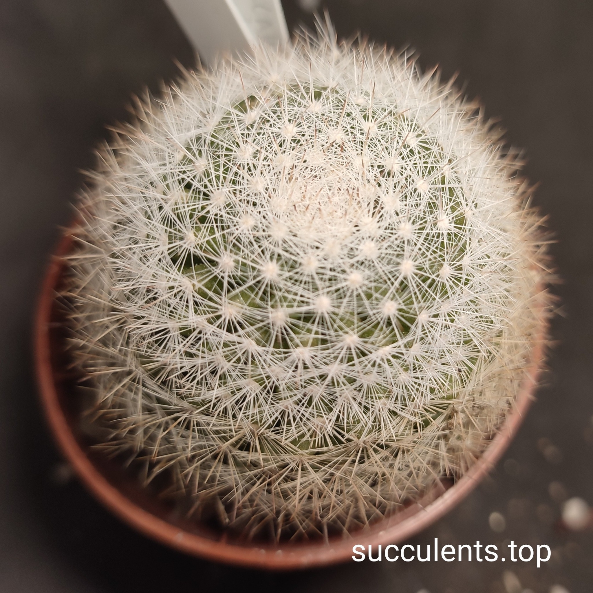 mammillaria candida