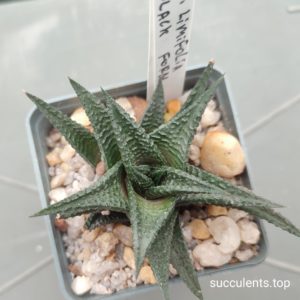 haworthia limifolia black form
