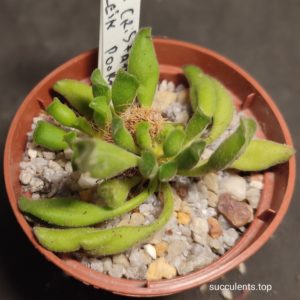 adromischus cristatus Kleinpoort