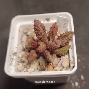 adromischus marianiae herrei coffe beans