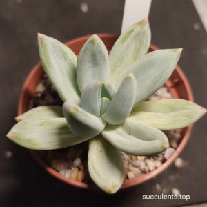 pachyveria glauca