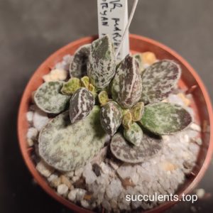 adromischus bryan makin