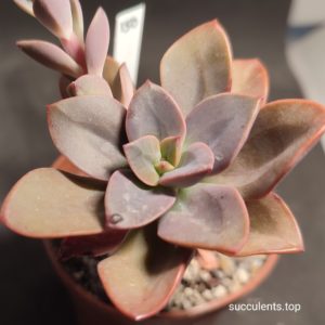 echeveria chroma