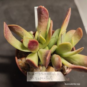adromischus umbraticola ramosus