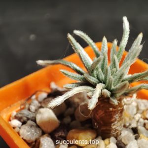 avonia alstonii