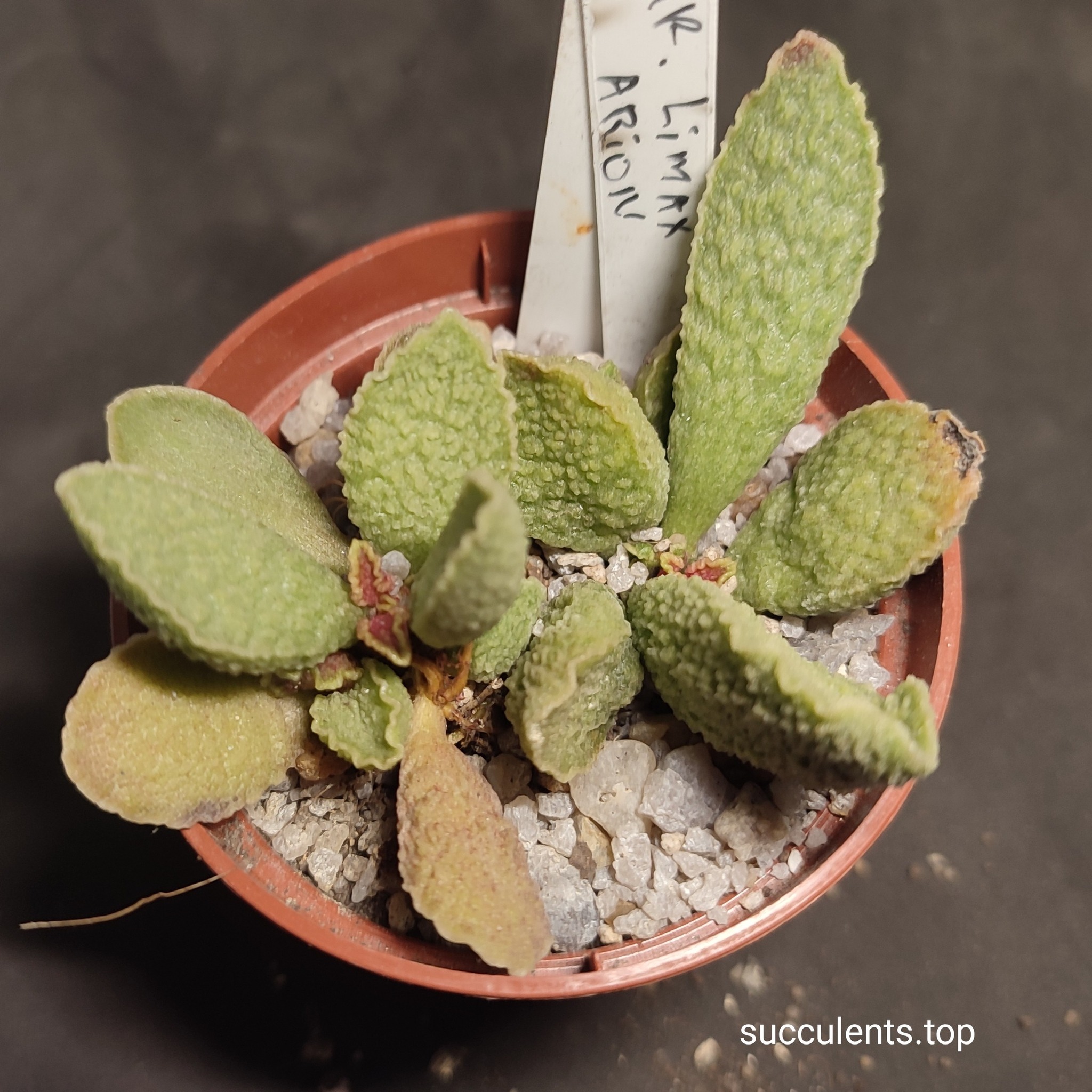 adromischus Limax Arion