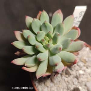 echeveria blue elf