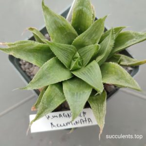 haworthia retusa acuminata