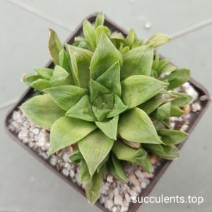 haworthia emelyae hybrid