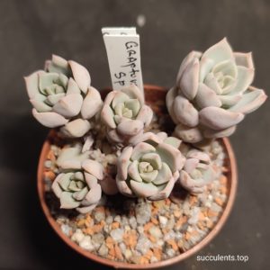 graptoveria sp