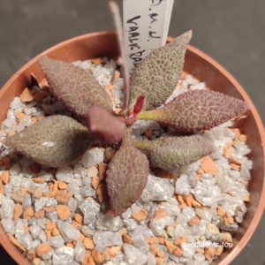 adromischus marianiae herrei Vaalkraans