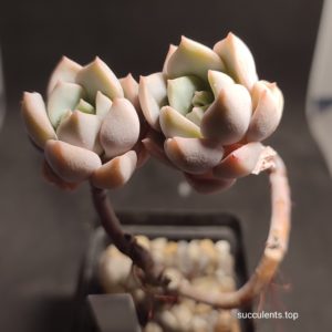 graptoveria sp