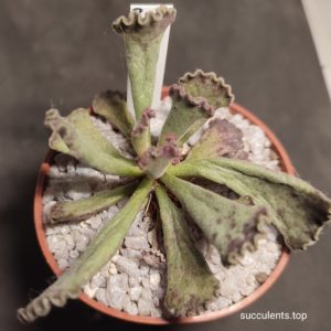 adromischus hybrid