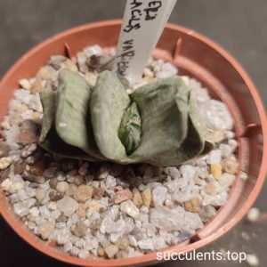 gasteria gracilis variegata