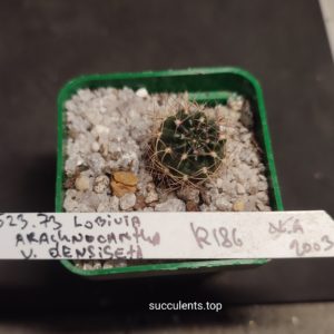 lobivia arachnocanta densiseta R186