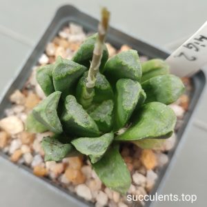 haworthia MIG2