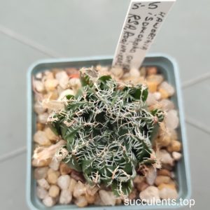 haworthia isomorpha