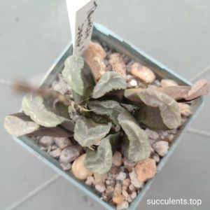 haworthia truncata Japan x haw