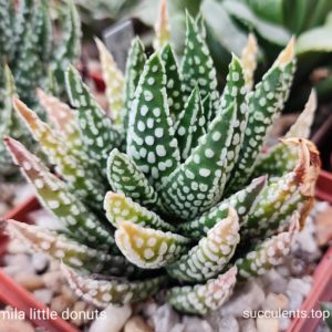 насіння S178 pumila cv little donuts seeds