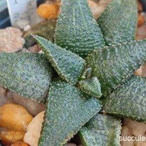 насіння haworthia koelmaniorum seeds