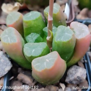 насіння S223 haworthia maughanii gold F2 seeds