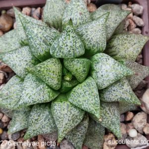 насіння S276.4 haworthia emelyae picta ПАР  seeds