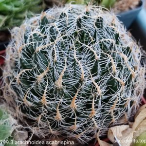 насіння S299 haworthia arachnoidea scabrispina seeds