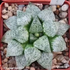 насіння S309 haworthis emelyae picra Japan clone ПАР seeds