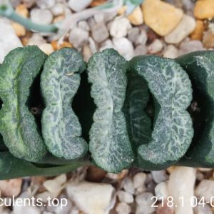 S218.1 haworthia truncara 04-1-54 SH Hosogay x gyoku-ichi seeds