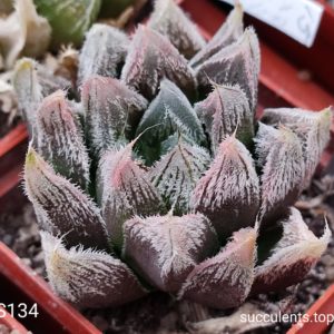 насіння S134 haworthia cooperi venusta x haw seeds