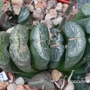 насіння S260 haworthis truncata SH seeds