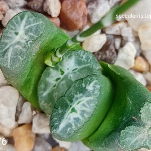 насіння S76 truncata x truncata Gyoku-ichi seeds